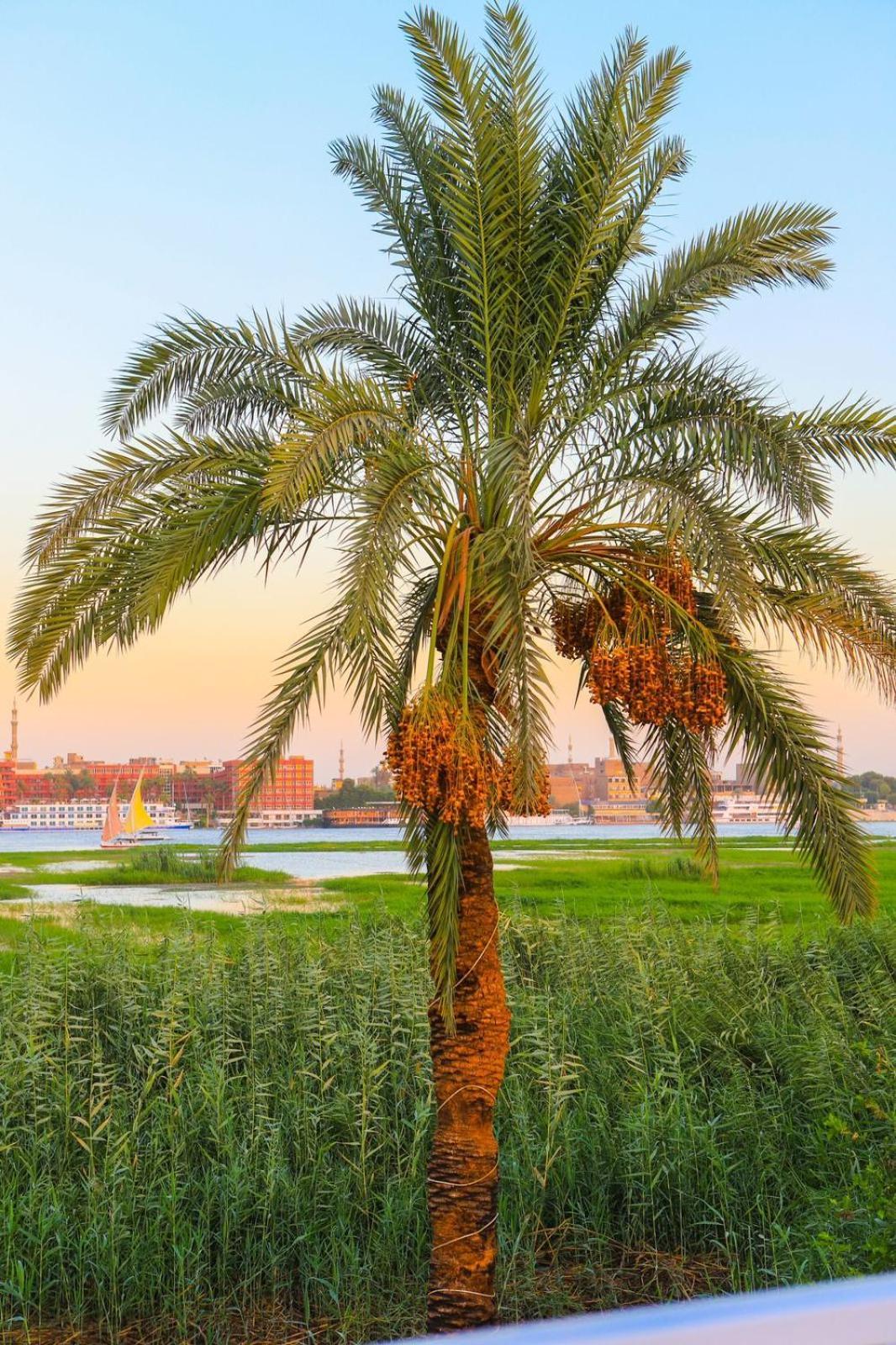 Royal Nile Villa - Pool View Apartment 1 Луксор Экстерьер фото